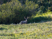 Deer in the Bush