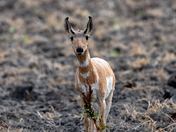 Young Pronghorn