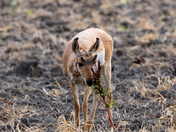 Pronghorn