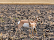 Mother and Young