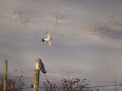 Short-eared Owl and Horned Lark