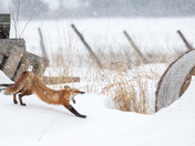Red Fox Stretching and Yawning 