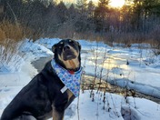 Walk in the wintery woods