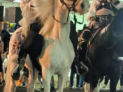 Even the horses are happy that Mardi Gras is back! Laissez Bon Ton Roulet