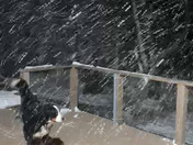 Crosby out in Sunday night's snow squall in Wolfeboro.