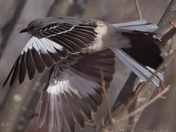 Northern Mockingbird - In Flight