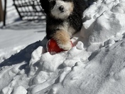 This is Thunder 16 week old 