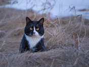Wild Farm Cat