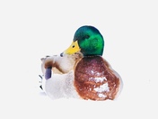 Male Mallard