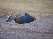 Mourning Dove - Hiding Things!