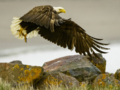 Taking Flight