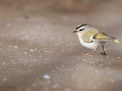 Golden-crowned Kinglet - walking on ice