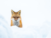 Red fox