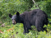Black bear cub