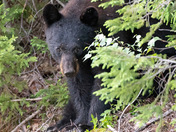 Black Bear Sow