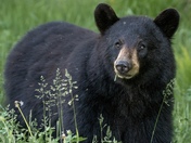 Black Bear