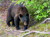 Black Bear Sow