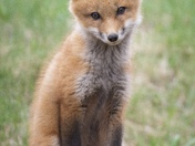 Red Fox Kit
