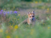 Red fox kit