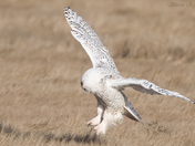 Snowy Owl - Talons