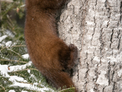Pine Marten