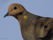 Mourning Dove - golden neck