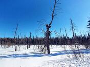 Along the Amisk Trail
