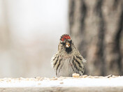 Redpoll Fun - 1