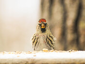 Redpoll Fun - 2