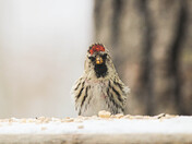Redpoll Fun - 3