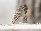 Redpoll Fun - 4