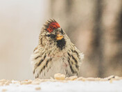 Redpoll Fun - 5