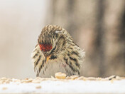 Redpoll - 