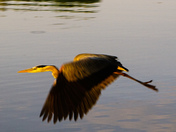 Flying in the sun 
