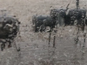 Orient Iowa hail from today's storm just now