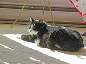 Tuxedo 