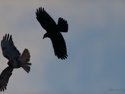 Red-tailed Hawk and Common Raven
