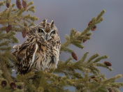 Short-Eared Owl