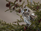 Beautiful Short Eared Owl