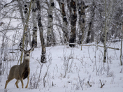 Winter Wildernes