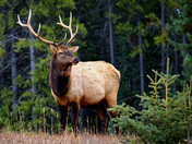 Bull Elk