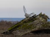 Snowy Owl