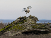 Snowy owl
