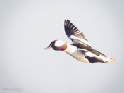 Bufflehead - in flight