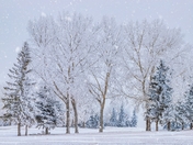 Snow Covered Trees