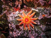 The Vibrance of a Rose Sun Star