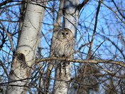 Barred owl