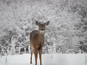 Deer in the winter 