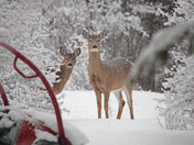 Deer in the winter 
