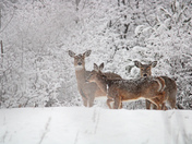 Deer in the winter 